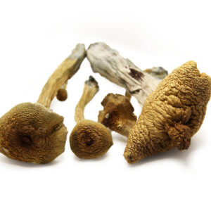 Zauberpilze Schweden 30g kaufen